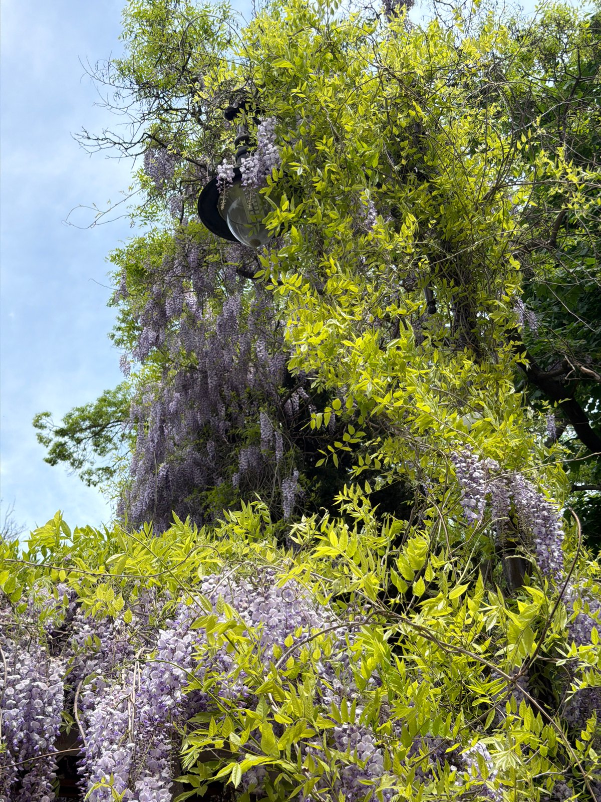Spring wisteria blooms captured in canopy view, Varna Bulgaria