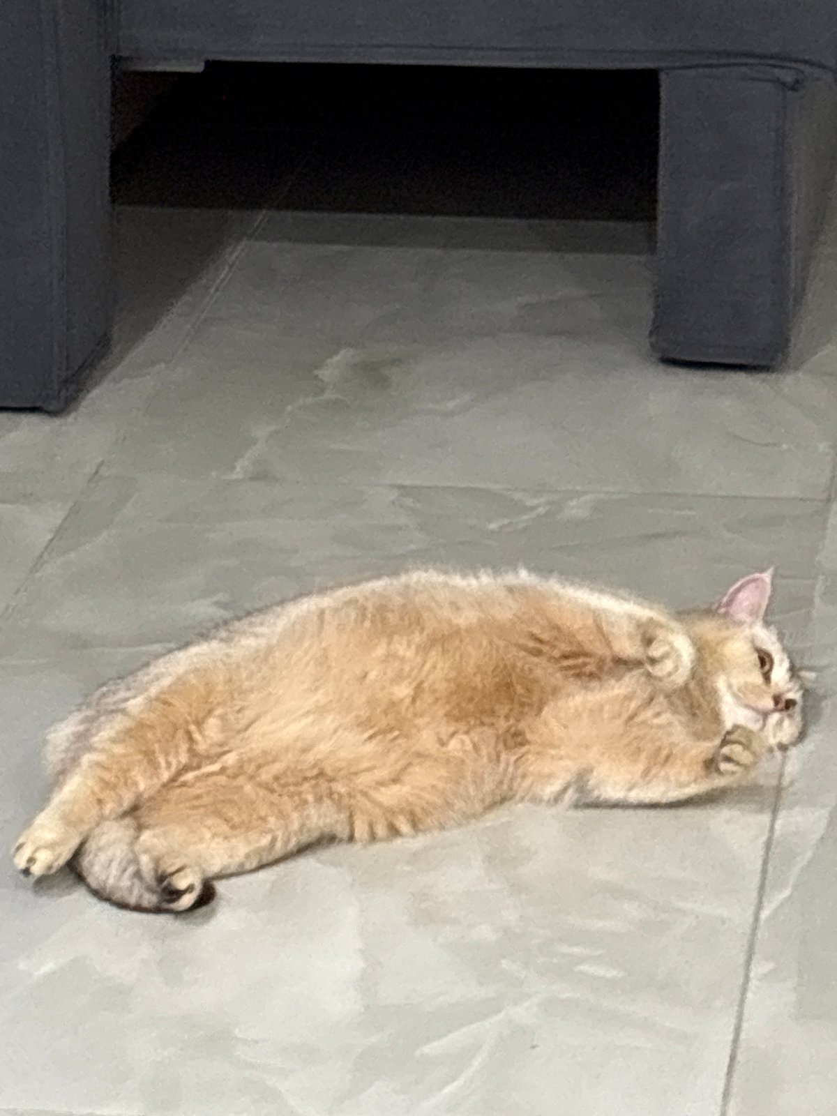 Quiet afternoon moments: resting cat, urban scenery, everyday objects