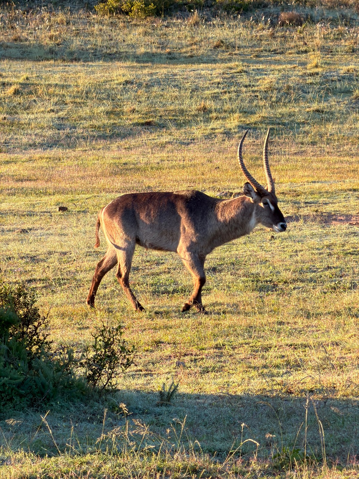 Waterbuck spotted in grassy field near Hessequa Nu, South Africa