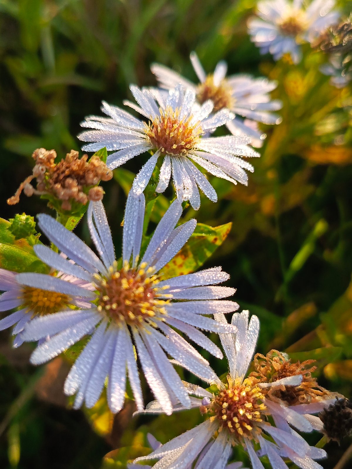 Dewy summer morning in Chaikovsky — nature details and a bike ride