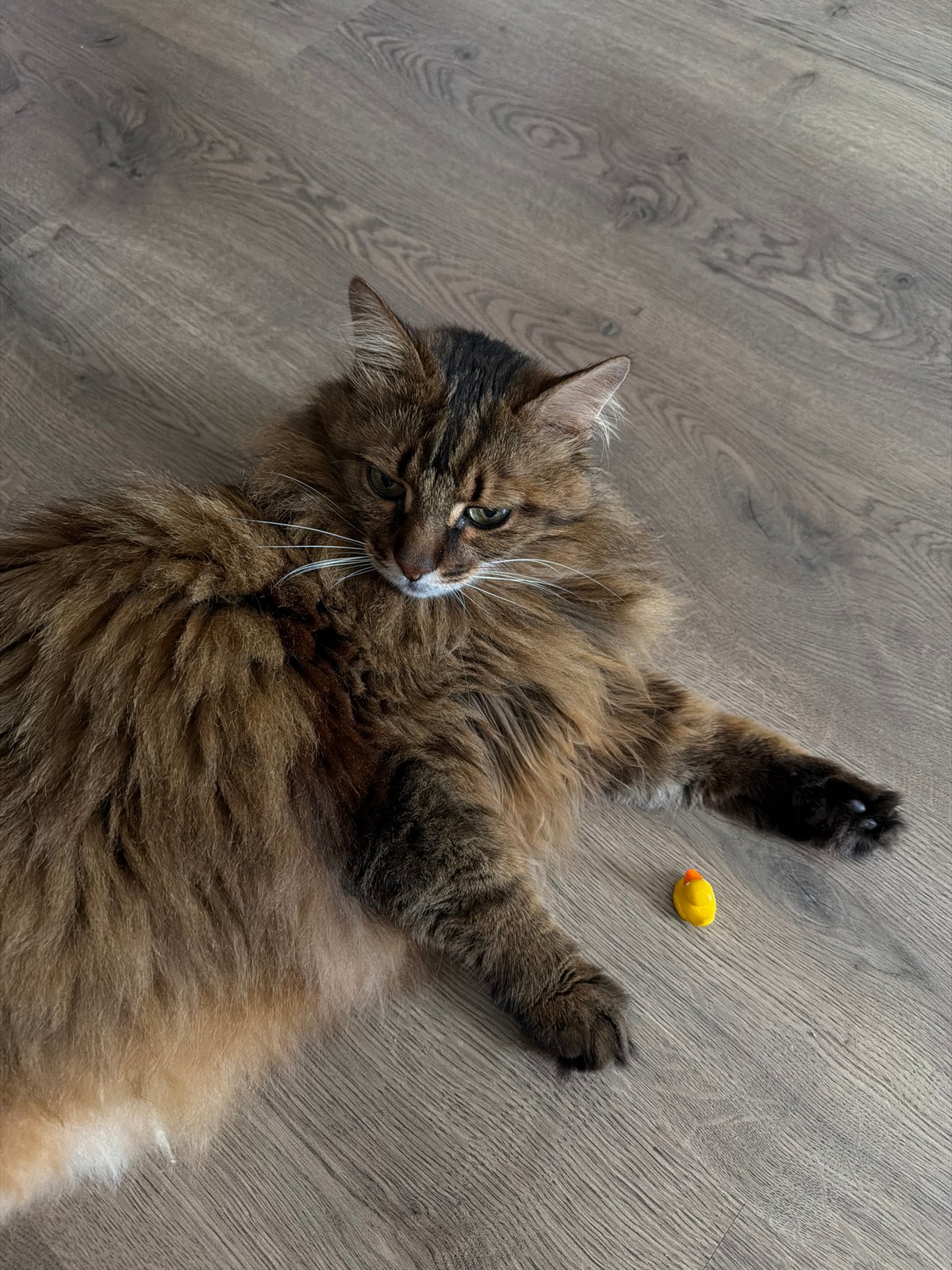 A tabby cat's lazy morning at home in Kyiv
