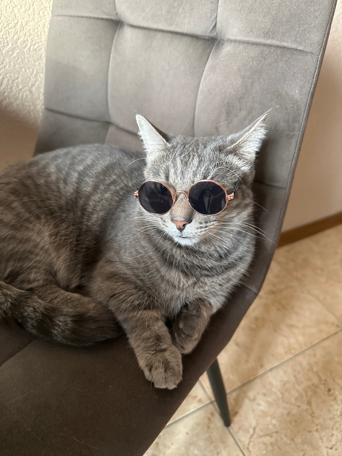 Cat in sunglasses spotted lounging indoors in Krasnoyarsk