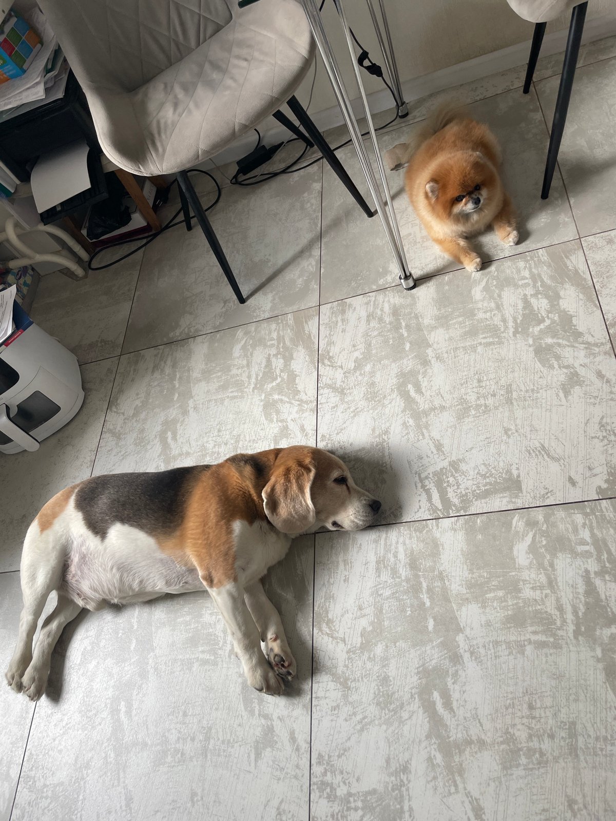 Morning domestic life captured in Krasnoyarsk home with pets