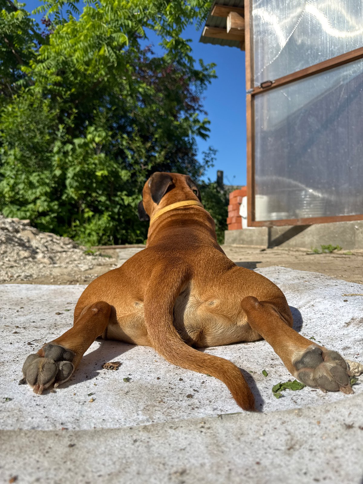 Russian resident documents quiet morning moments with dog and garden