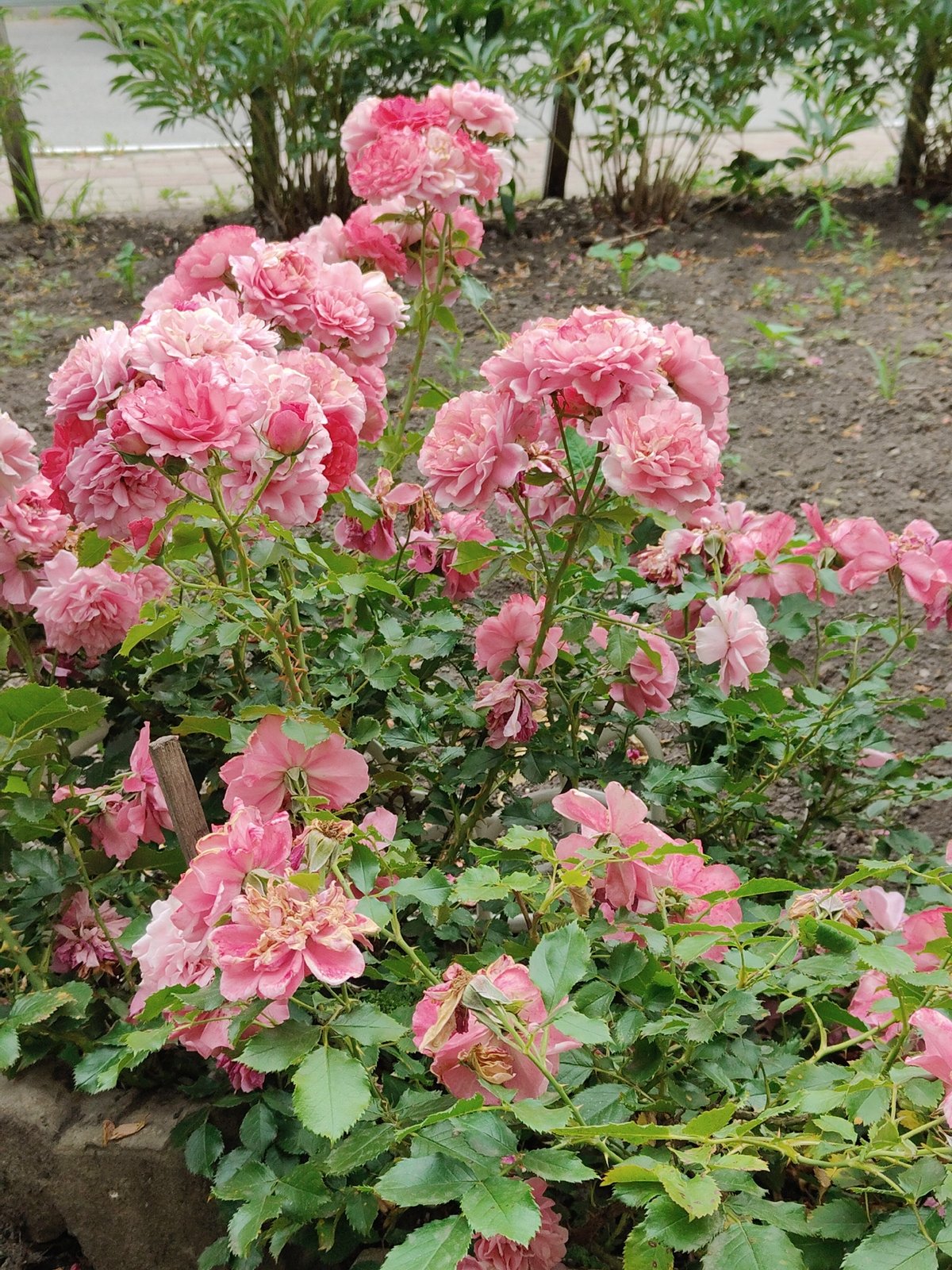 Garden blooms and everyday objects in a Russian backyard