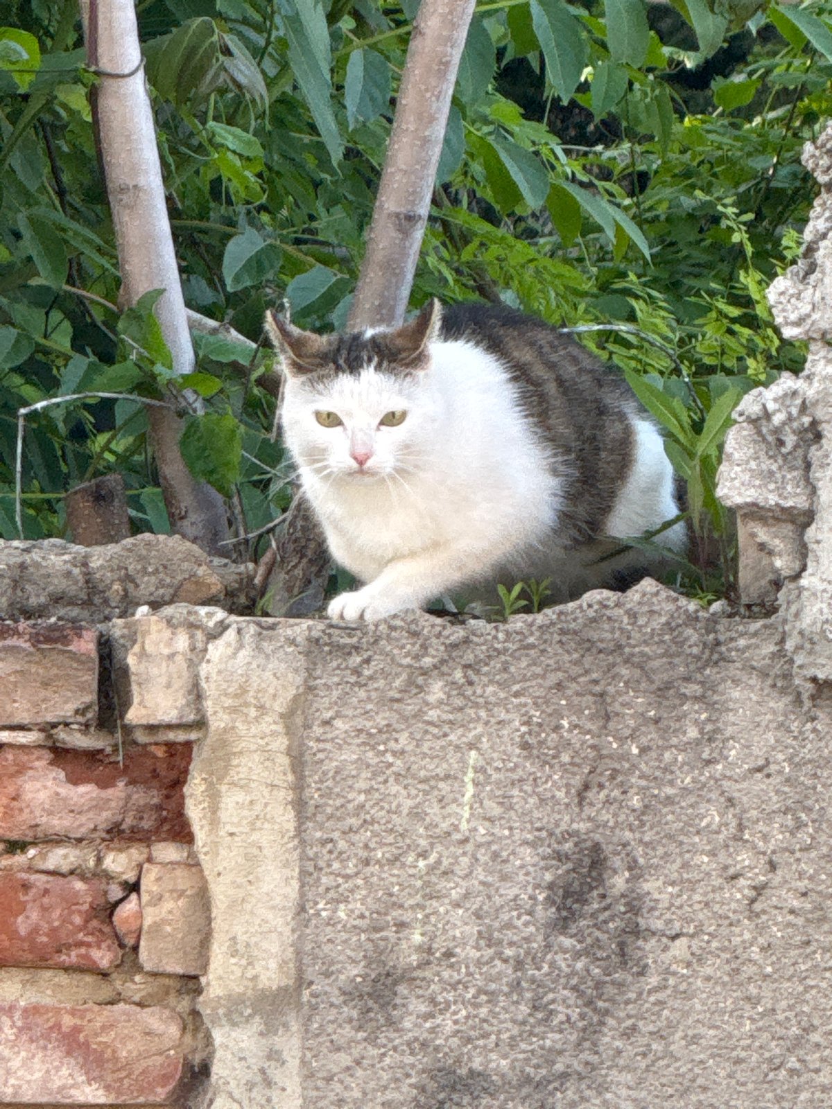 Casual street documentation captures daily life in Lovech, Bulgaria