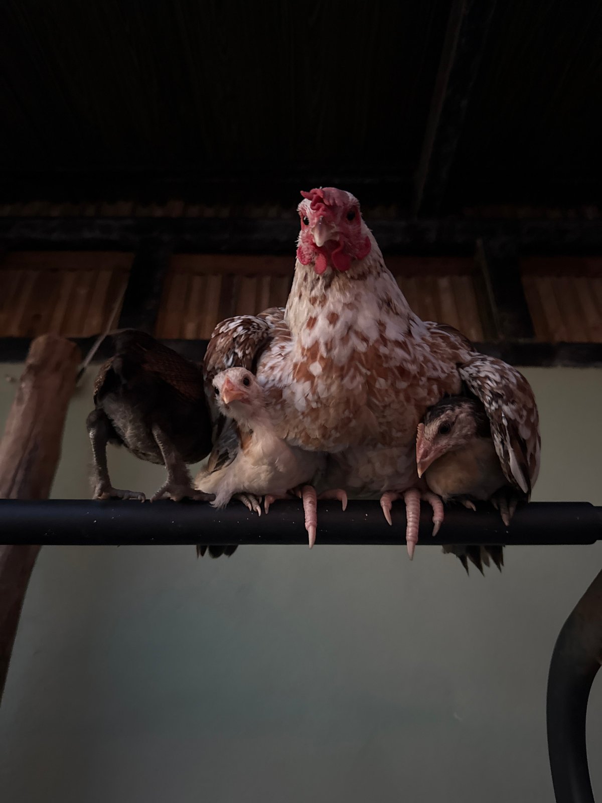 Chickens, flowers, and a Choeng Thale evening