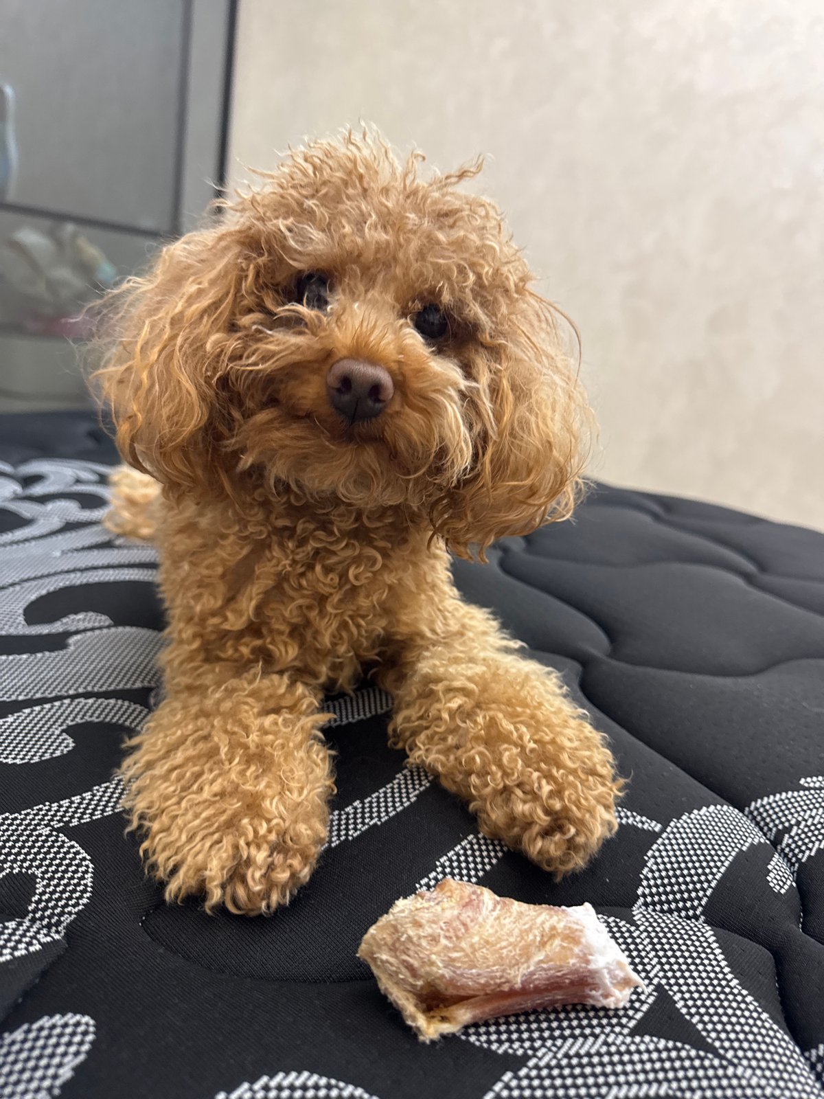 Cozy evening in at home with a poodle in Krasnodar