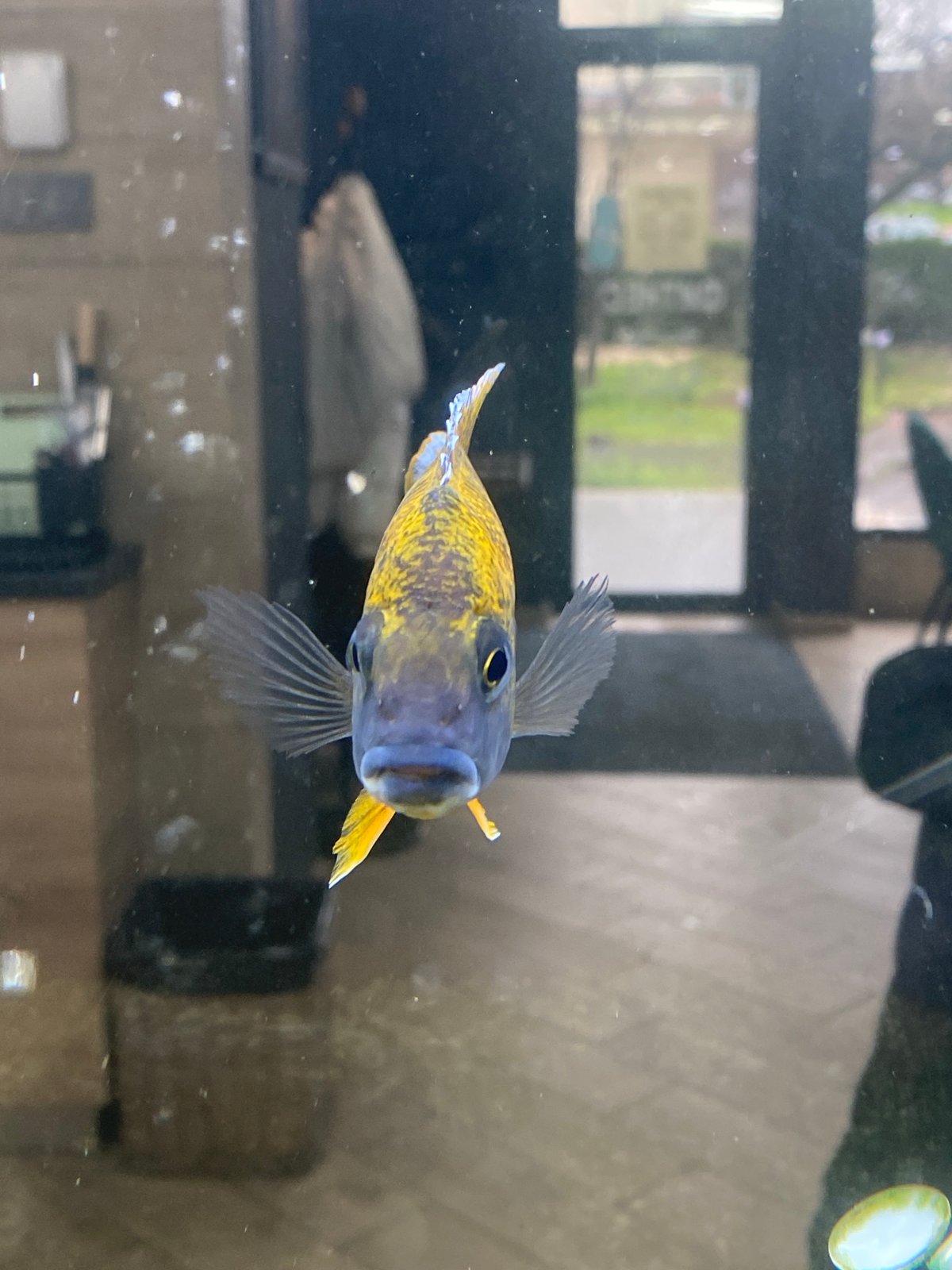 Gym selfies and aquarium fish captured in Pleven