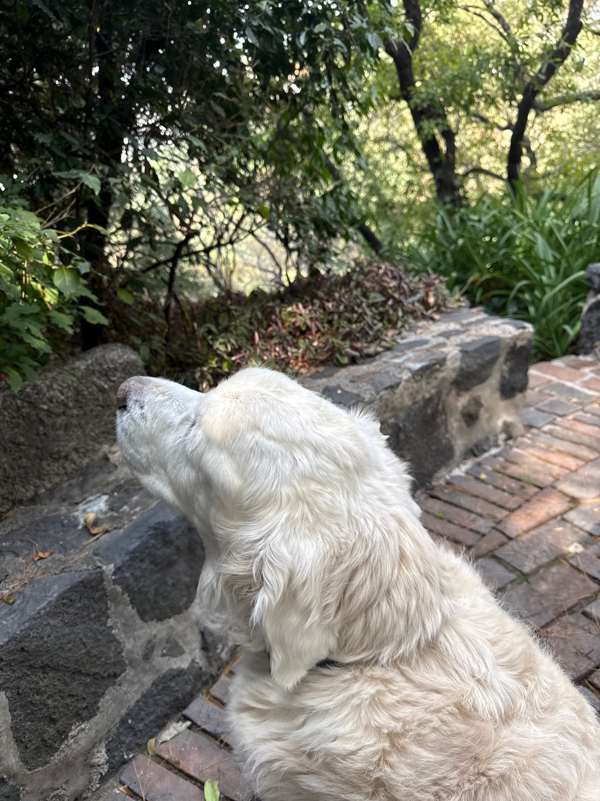 White dog spotted on Mexico City brick walkway