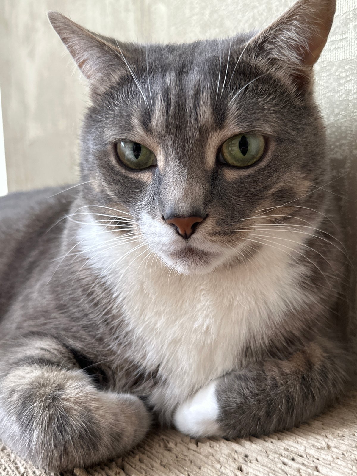 Cat at home, stormy skies, and pigeons on the ground