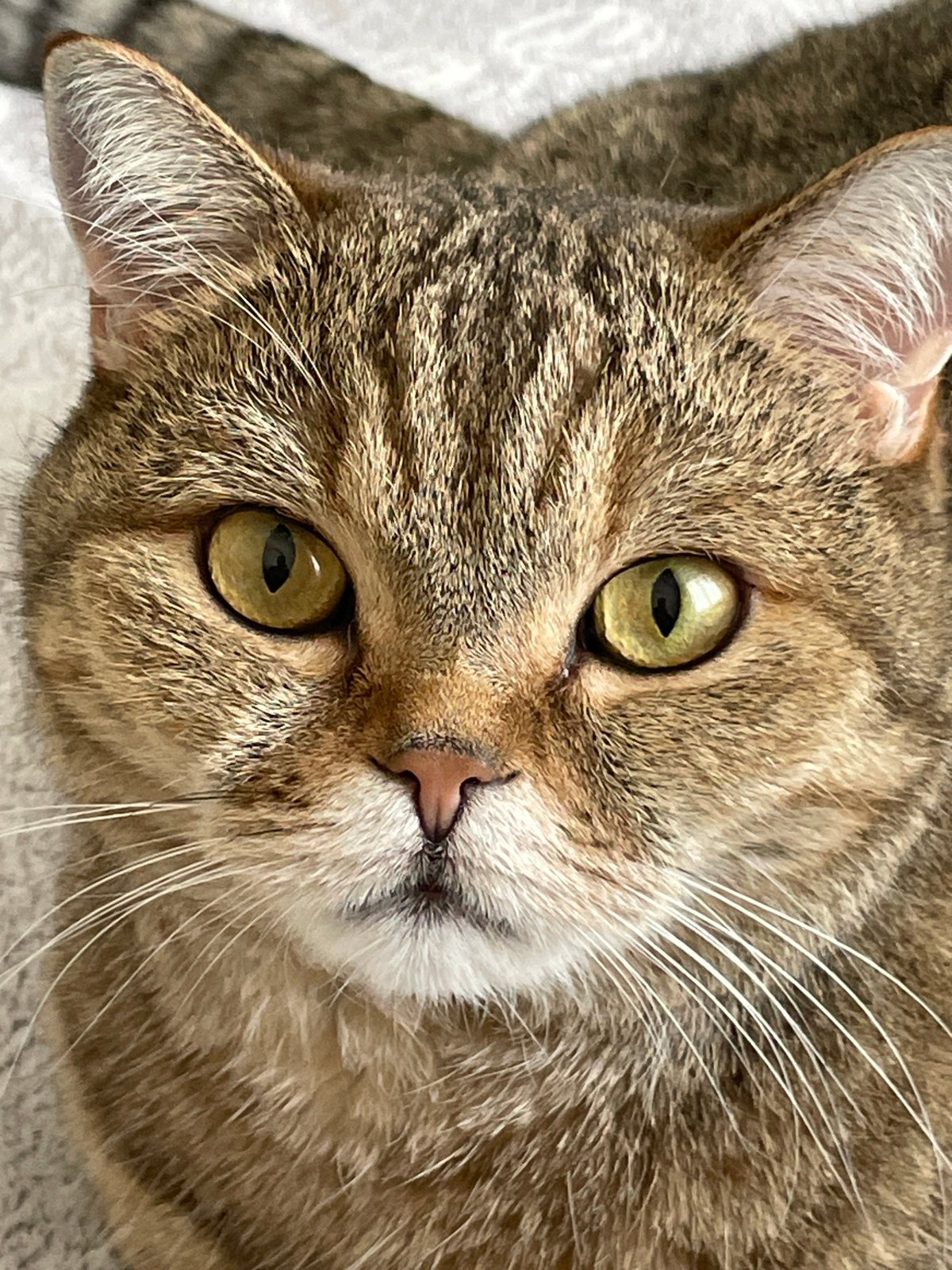 Two cats, two breeds, one moment in St. Petersburg