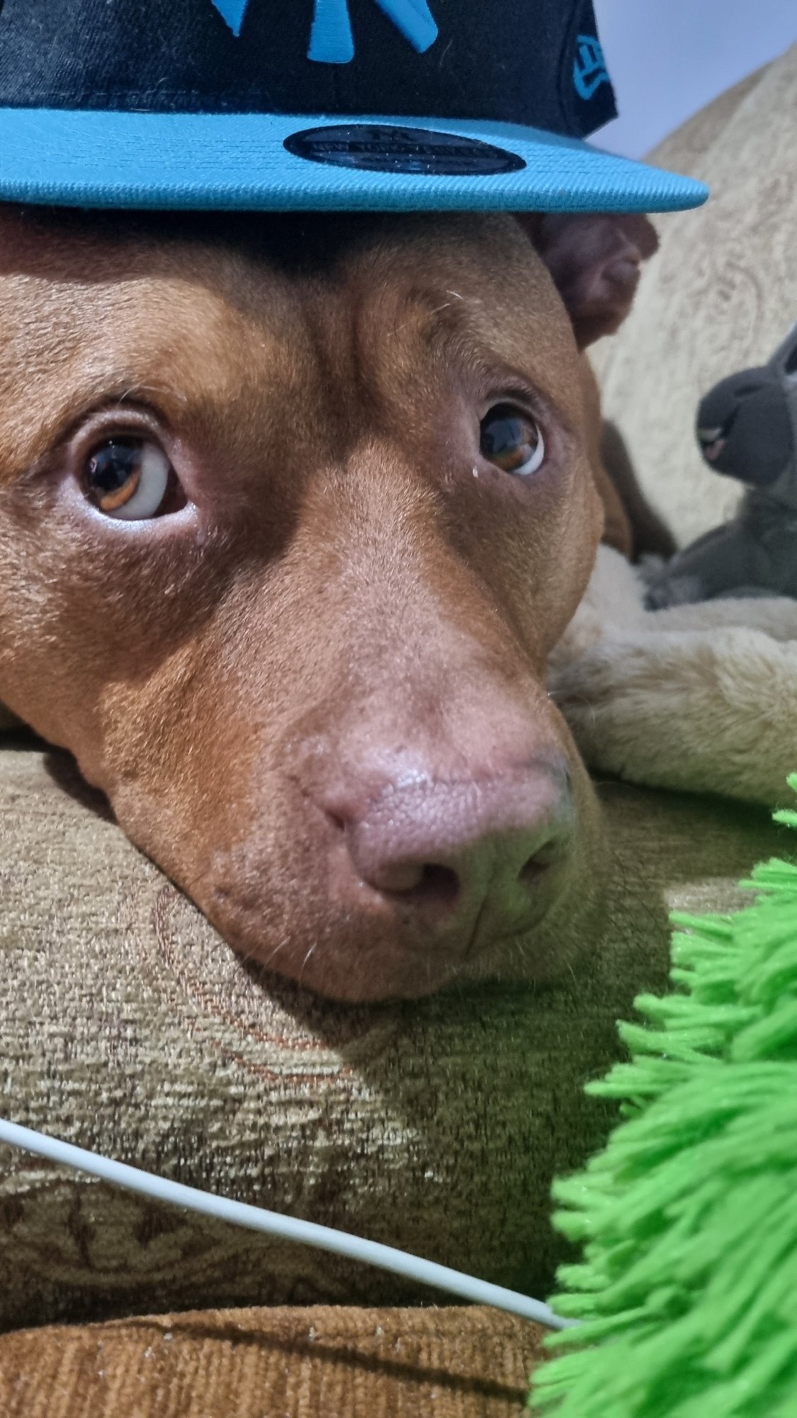 Dog Photo Session Captured in Multiple Close-Up Shots