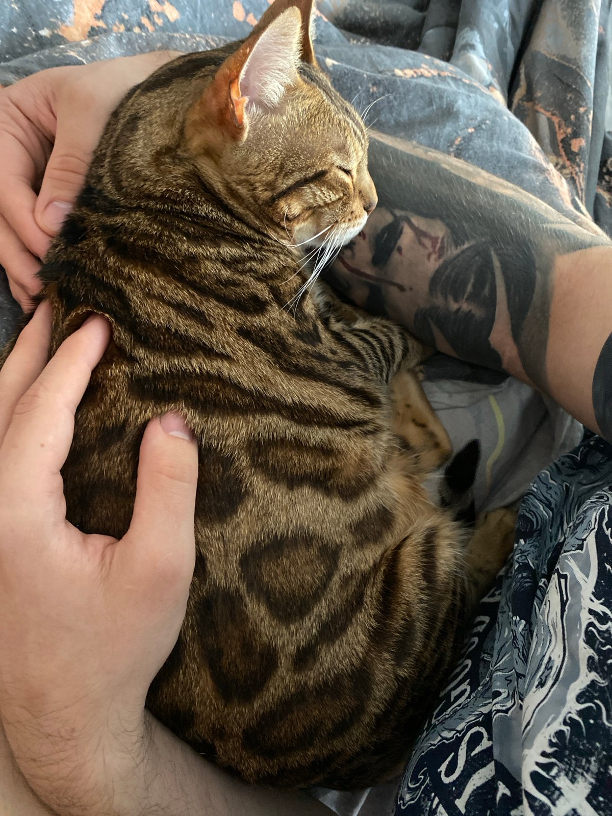 Peaceful moments: Bengal cat resting with owner in Chaikovsky
