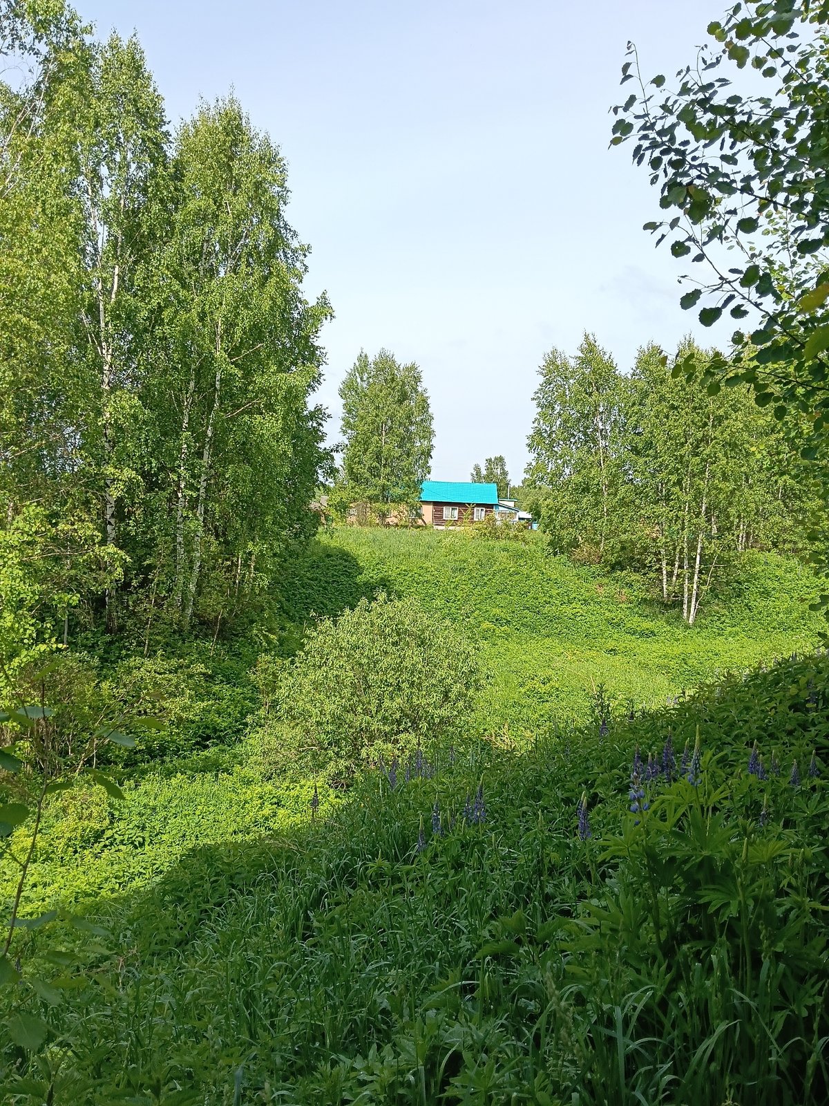 Urban green spaces and gardens observed in morning documentation