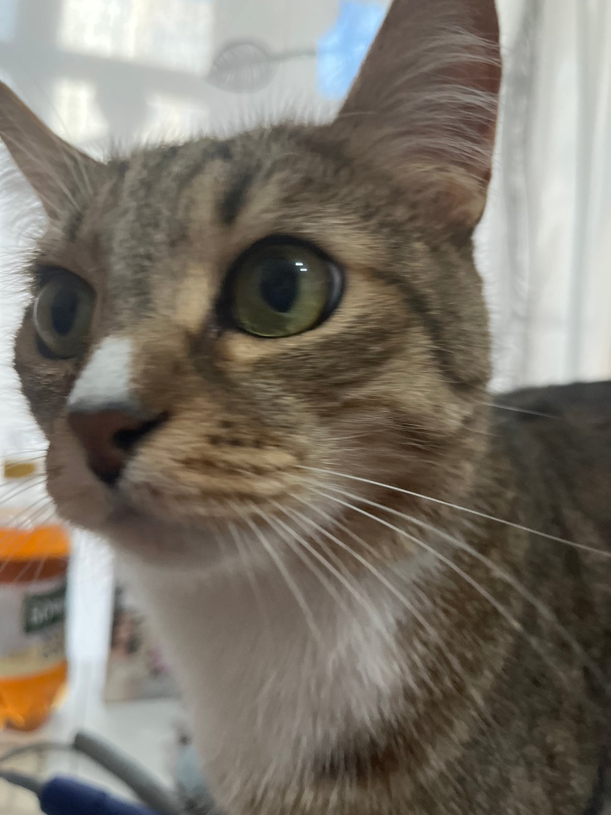 Tabby cat photographed in domestic moments across Izhevsk home