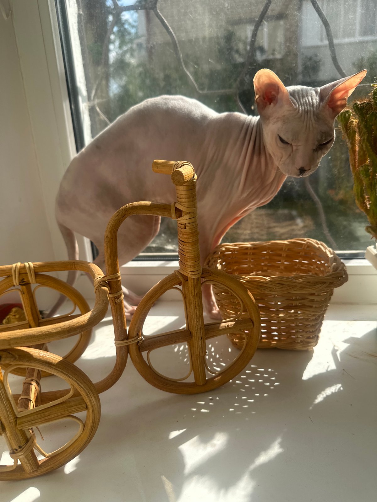 Sphynx cat on a Togliatti windowsill with wicker decor