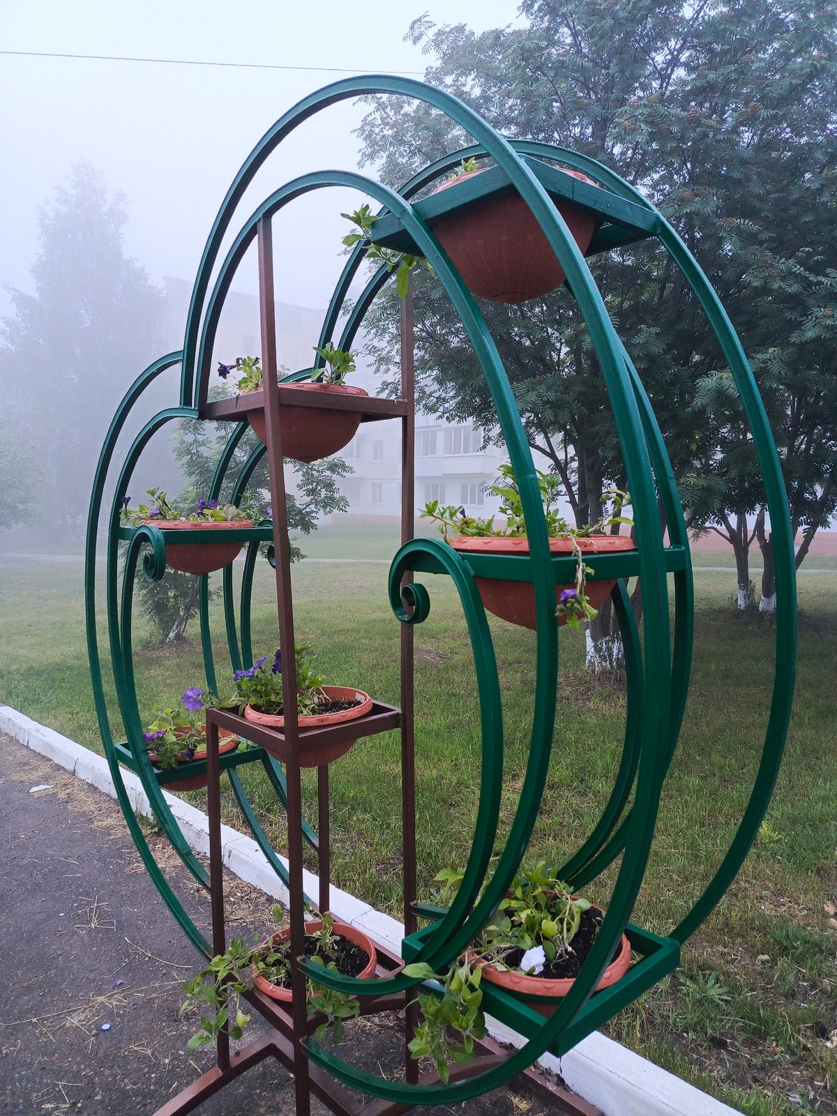 Flower displays documented on foggy morning in Chaikovsky, Russia