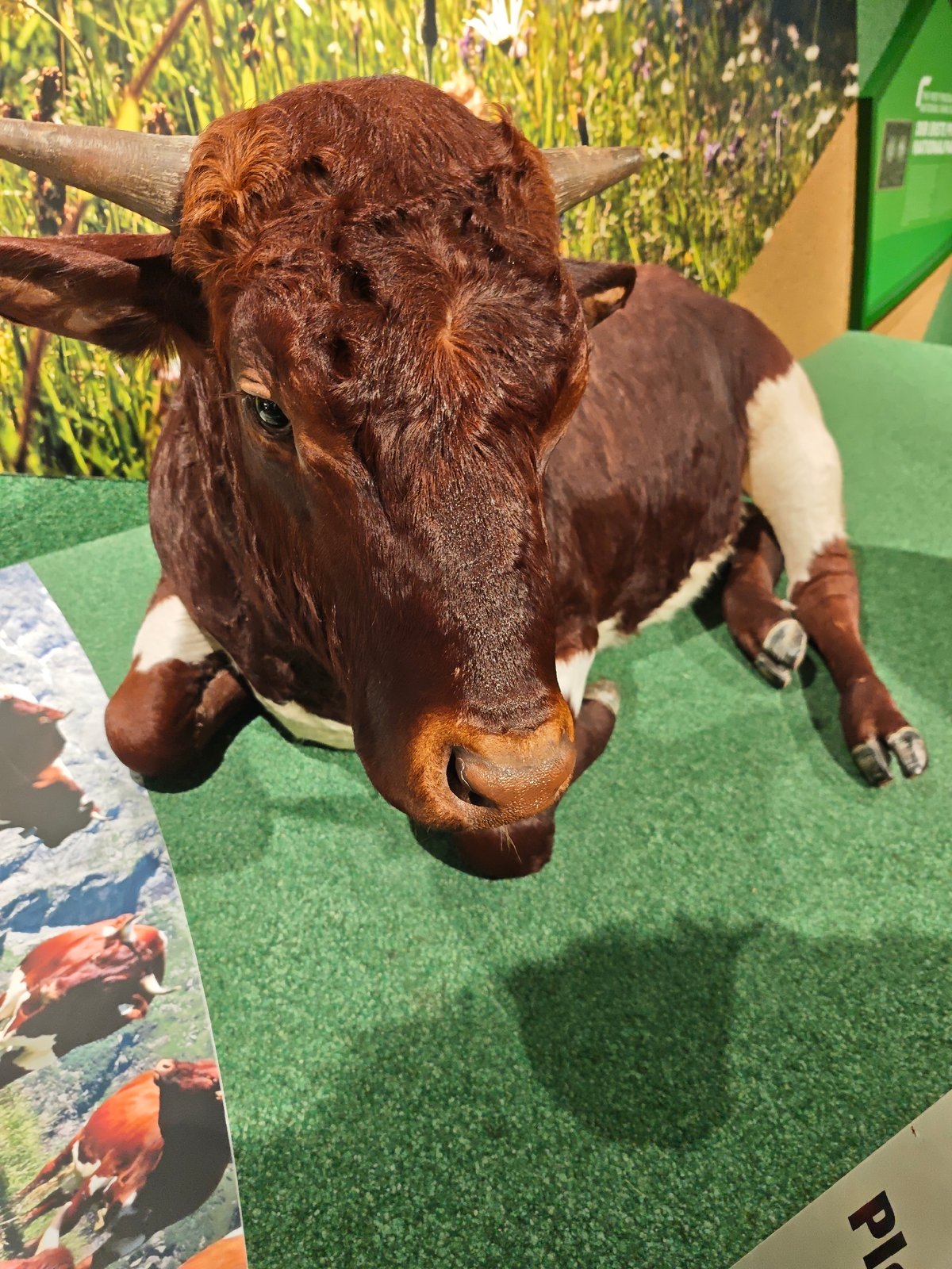 Inside a Mittersill natural history museum's animal exhibits