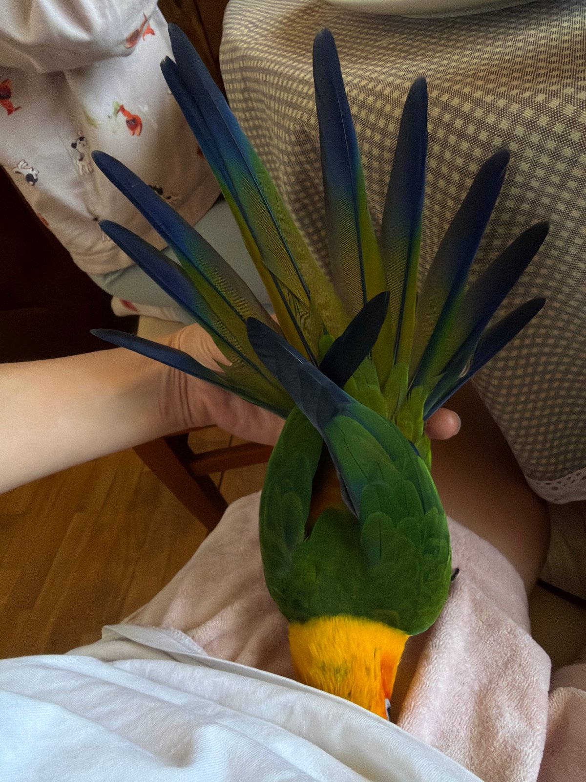 Colorful parrots cuddle with owner in Khimki morning scene