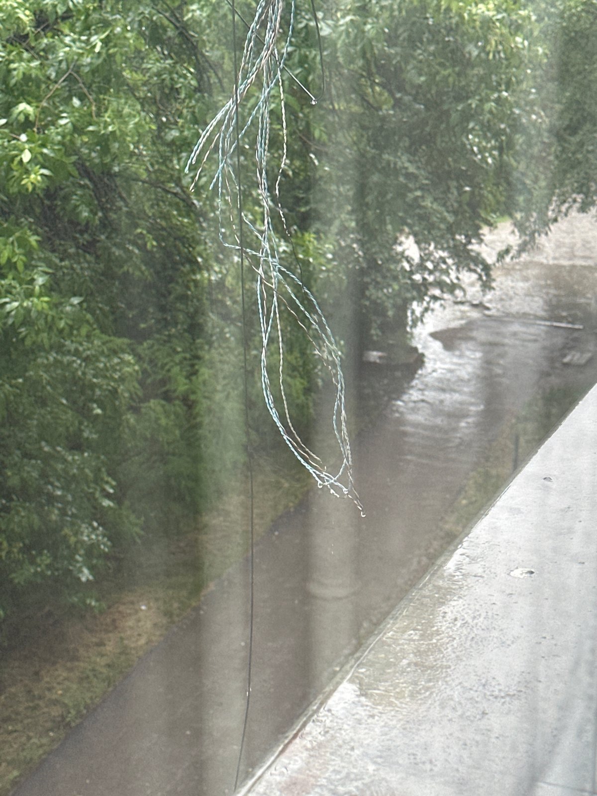Heavy rainfall and lush green canopies documented in Sofia