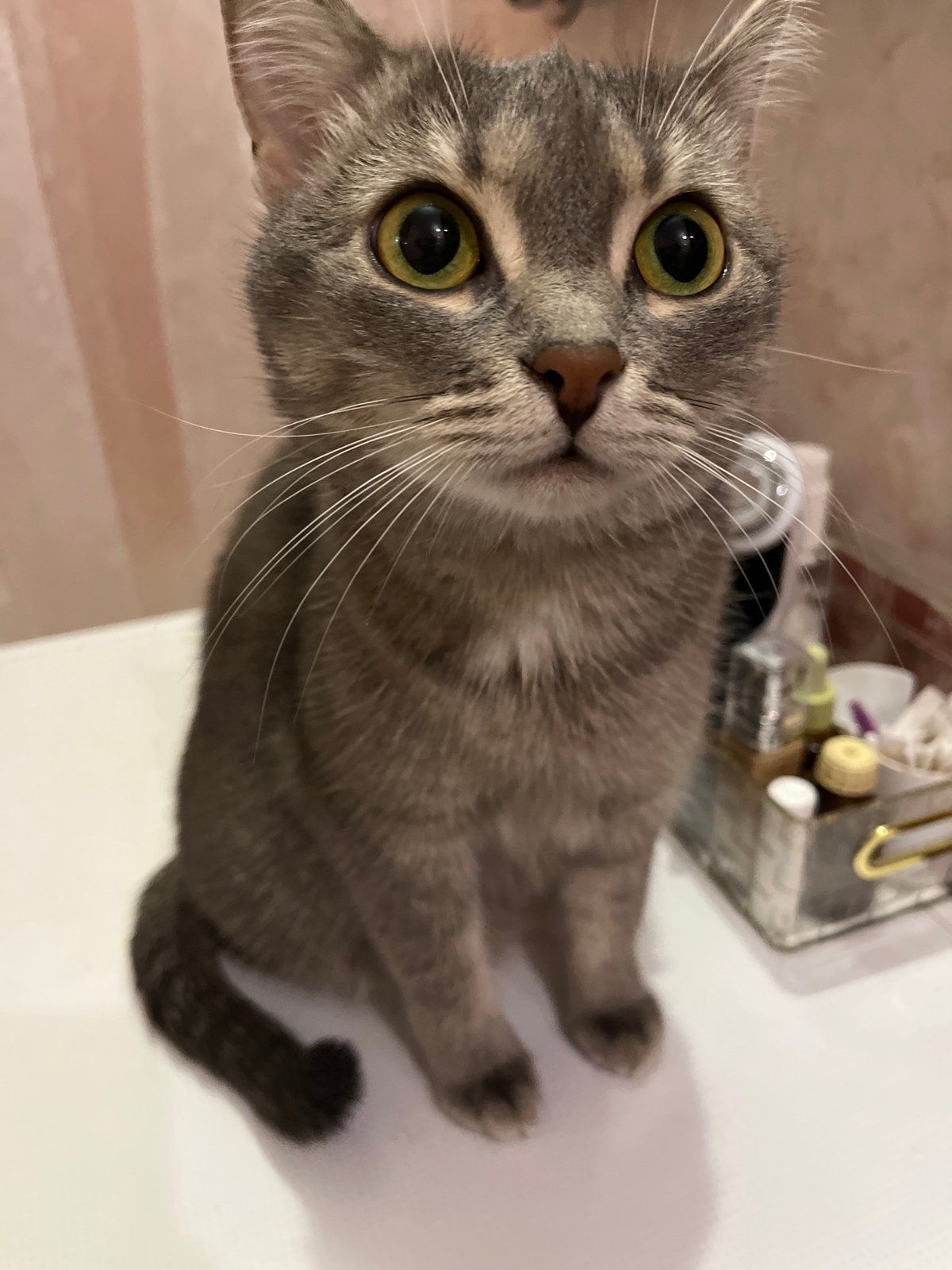 Morning cat moments documented in Chaikovsky, Russia
