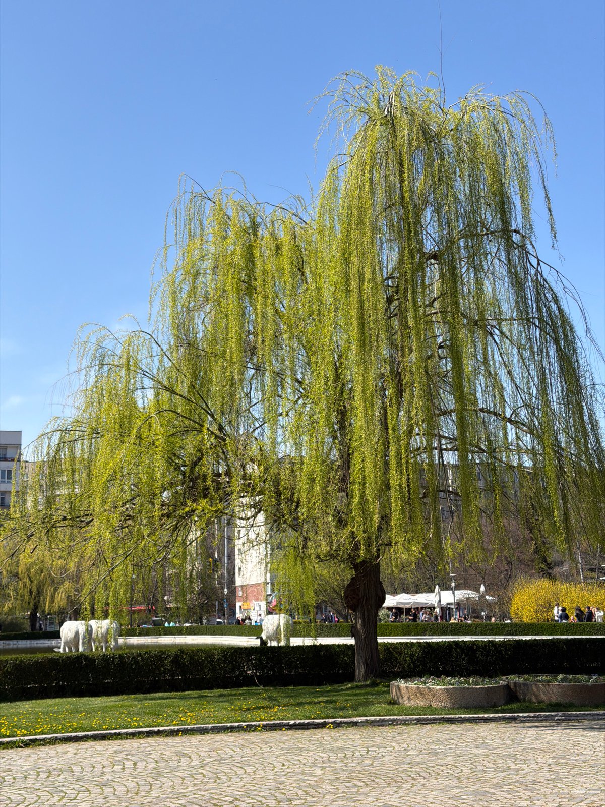 Spring morning scenes captured across Sofia parks and walkways