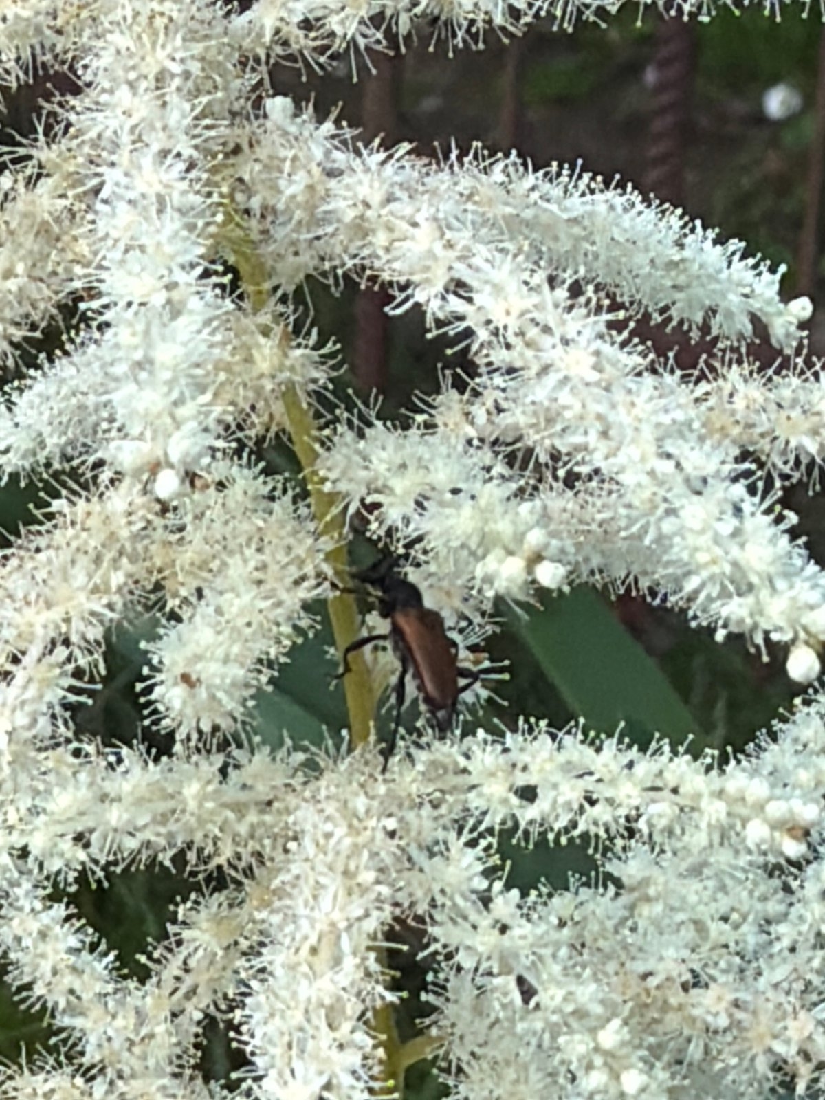 Dogs, garden flowers, and summer bugs in a Kozova backyard