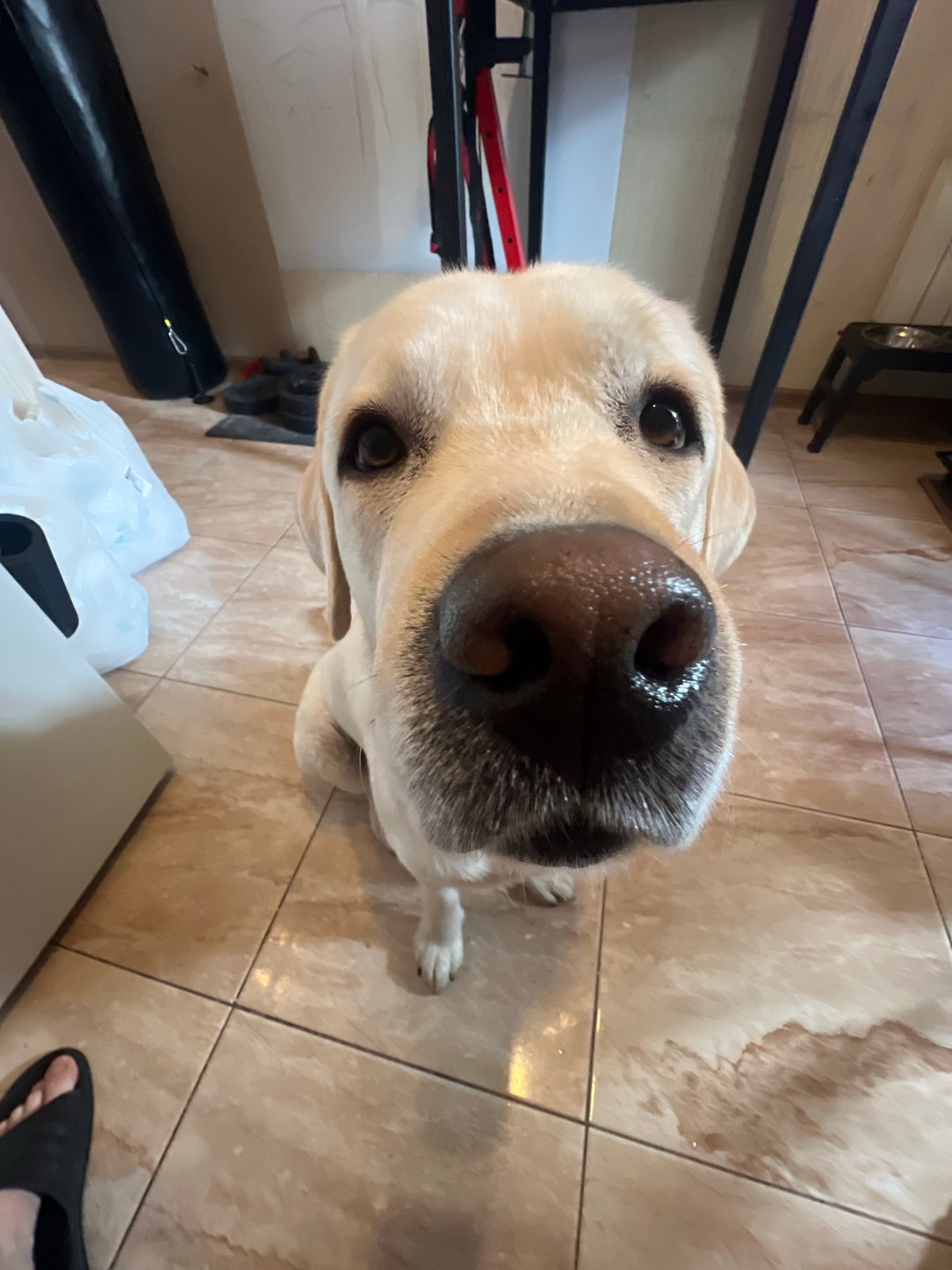 Labrador plays with owner in home gym in Mytishchi