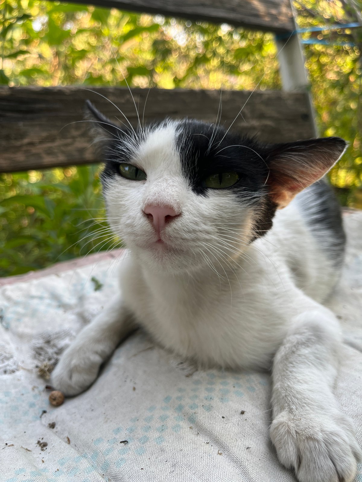 Kittens and garden close-ups from a home in Mailuu-Suu