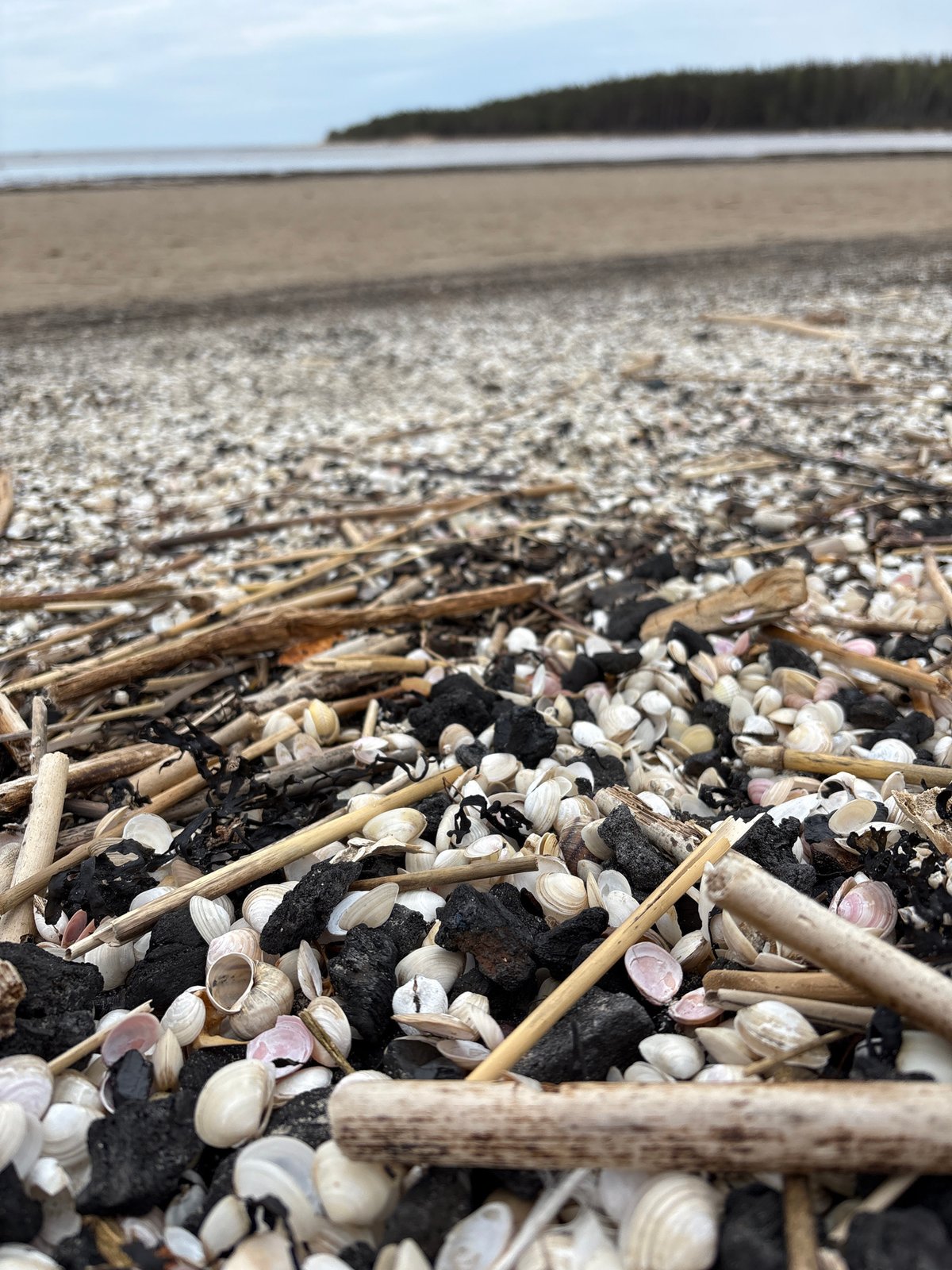 Witness documents beach debris and dogs at Jūrmala, Latvia