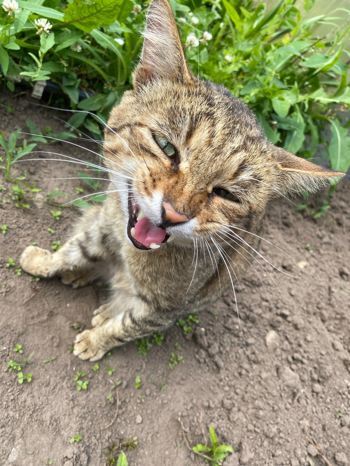 Summer morning in Chaikovsky: cats, garden blooms, and forest walks
