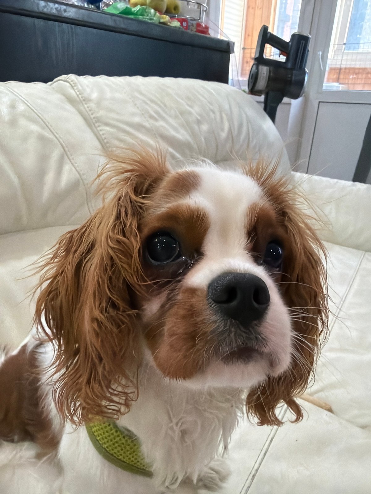 Cavalier King Charles Spaniel chilling on a leather sofa