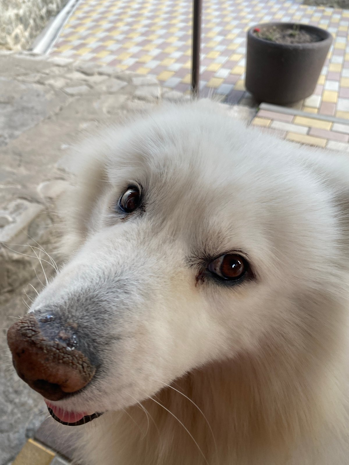 Fluffy white dog, a flowering sumac, and fresh strawberries