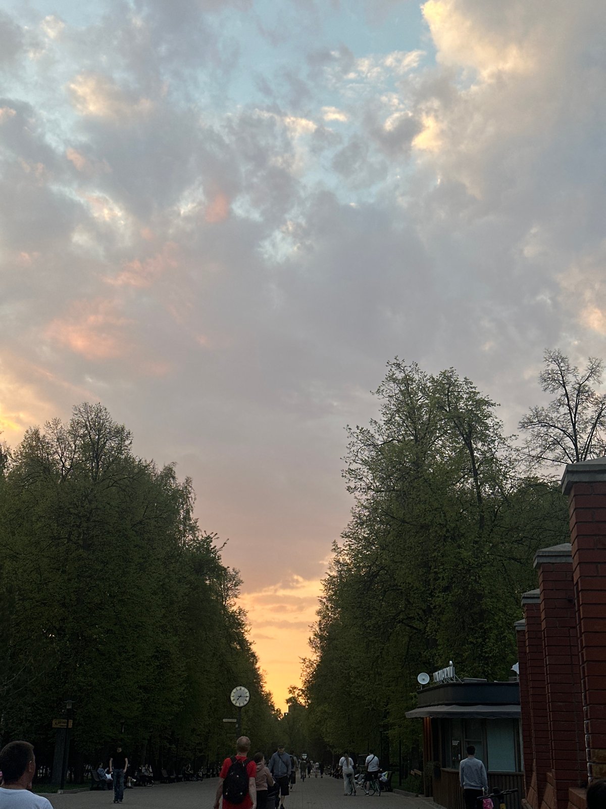 Urban street scene captured during sunset with tree canopy