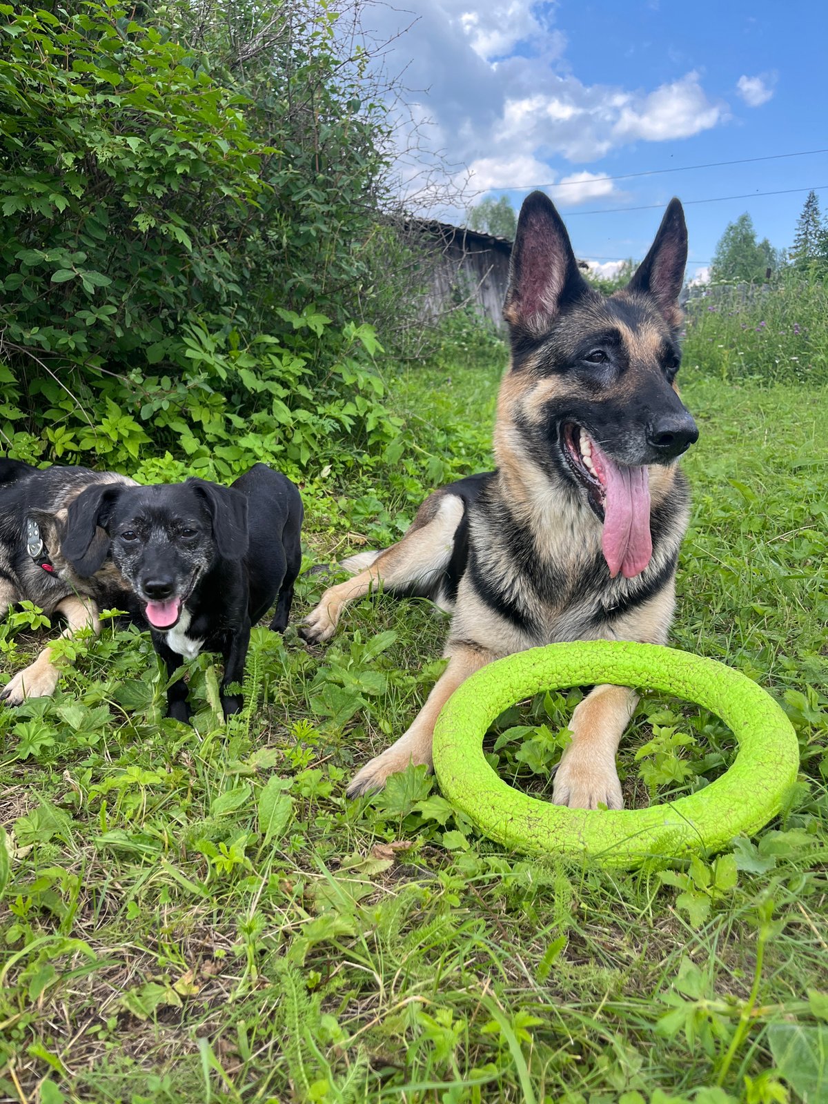 Pack of dogs roaming and playing in Nizhny Tagil meadows
