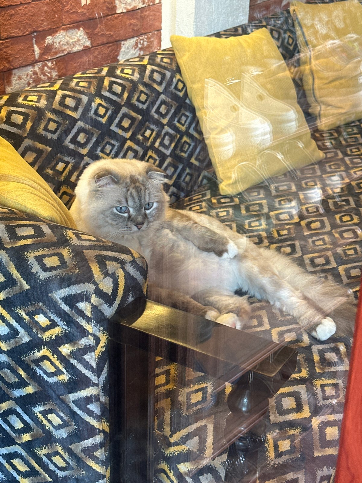 Cat rests on cushions indoors in Đà Nẵng