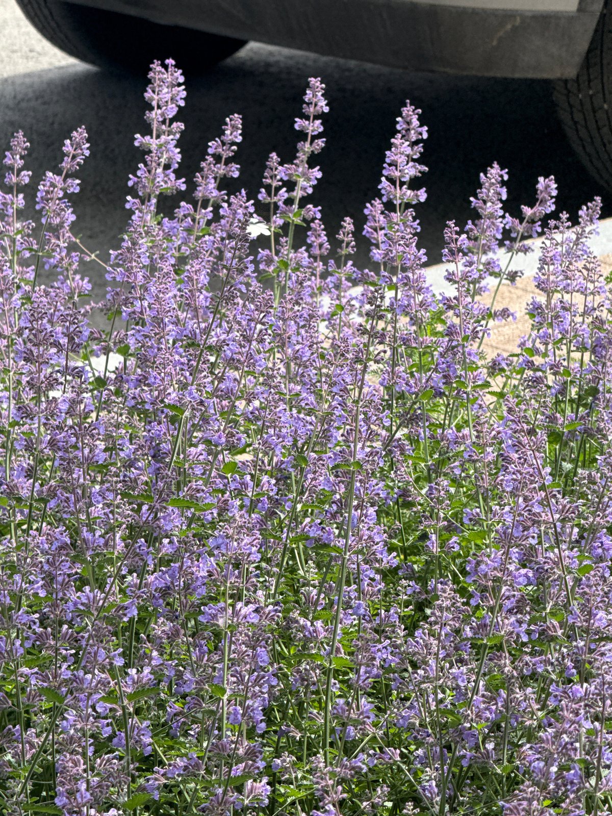 Morning nature walk documented in Perm, Russia gardens and streets