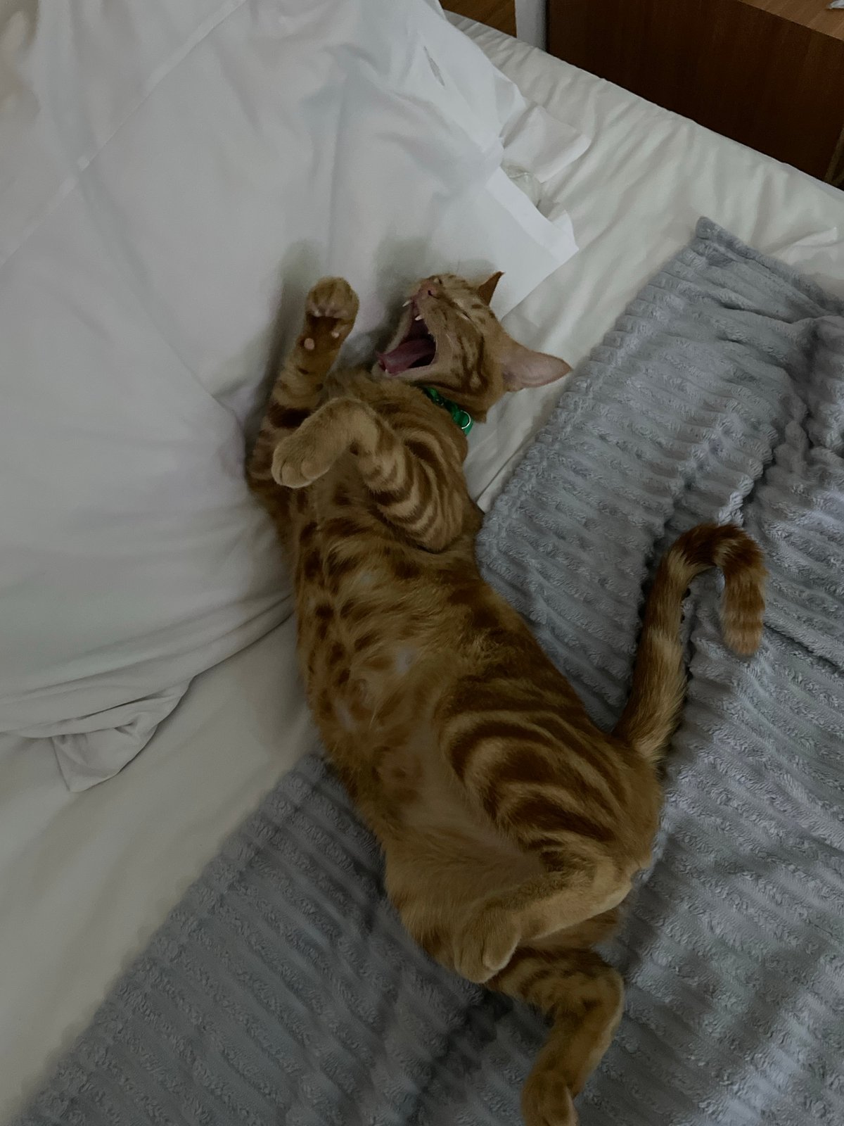 Orange tabby cat rests and receives attention in Kuta Selatan
