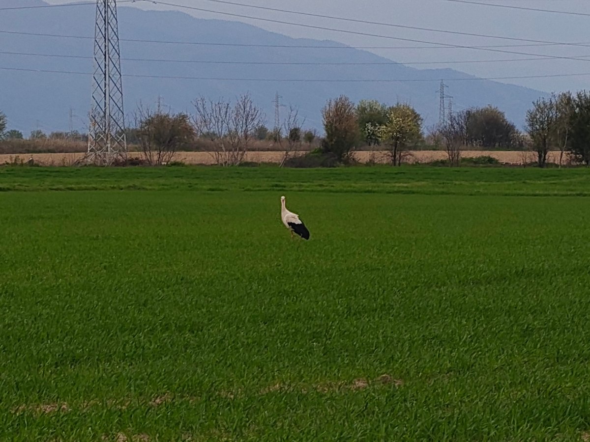 White storks spotted in agricultural fields during brief afternoon sighting