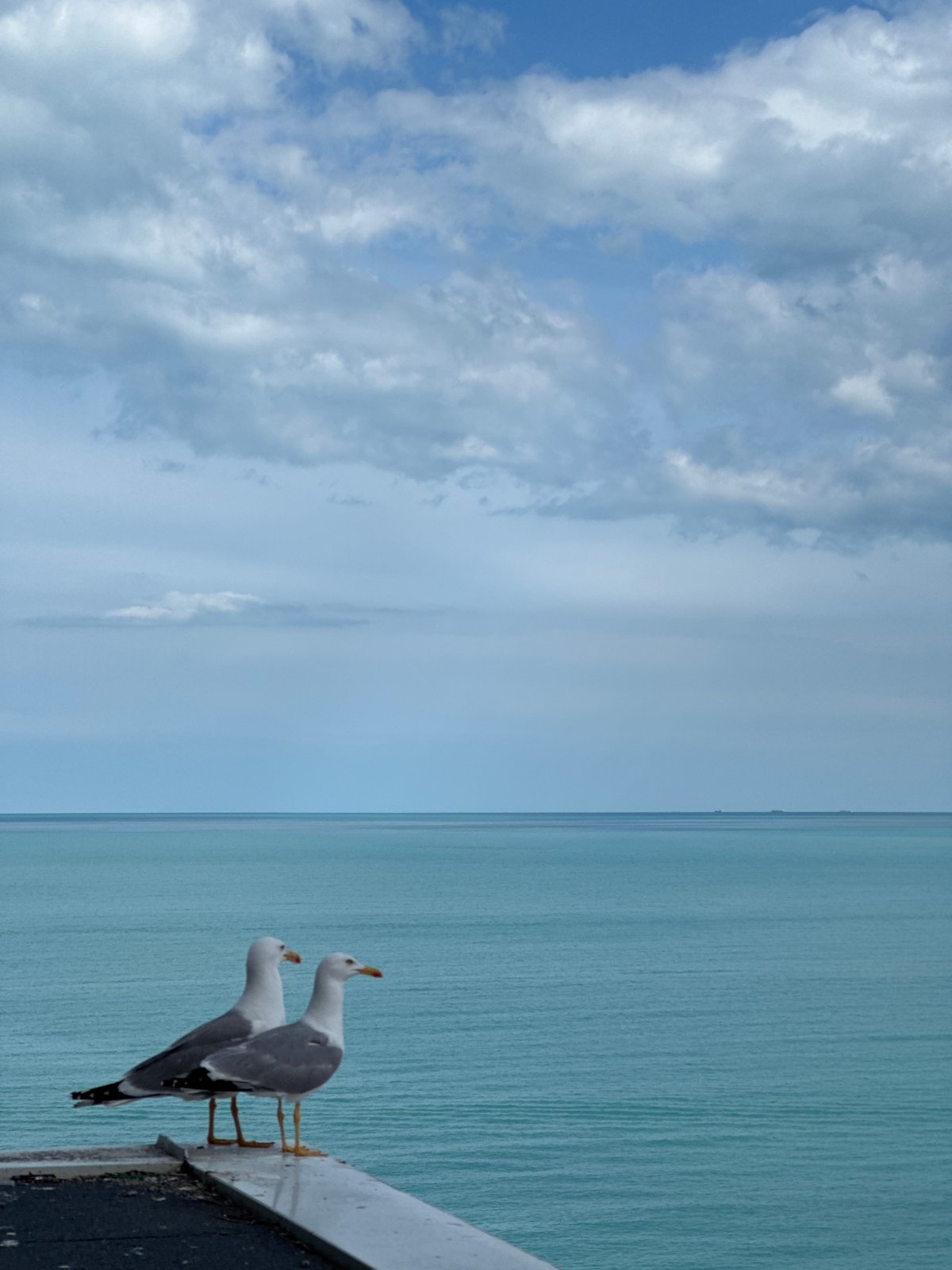 Seagulls perch above Black Sea beaches in Varna
