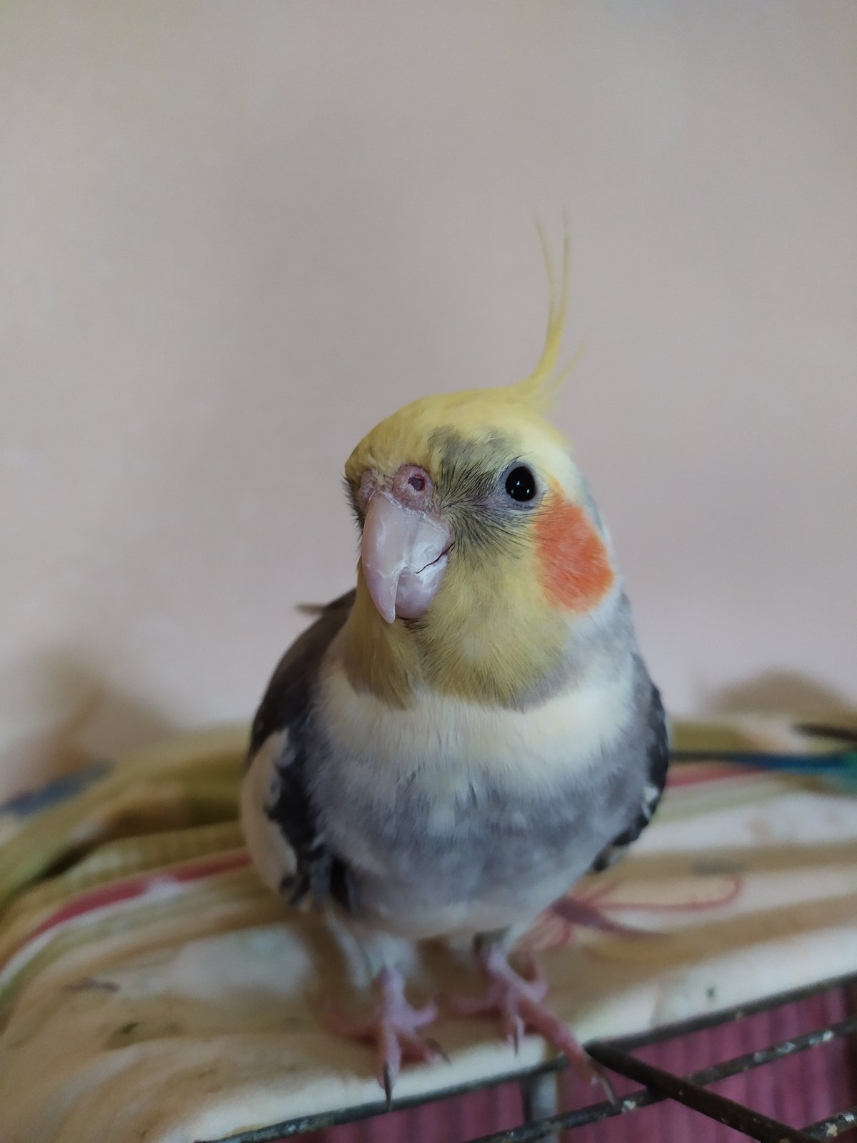 Pet cockatiels and a budgie at home in Bilajari