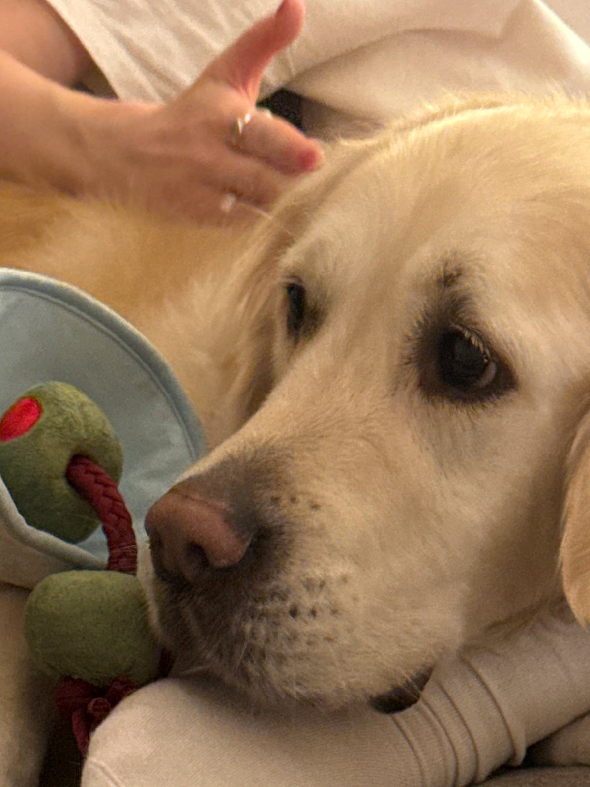 Golden Retriever photographed in cozy Belgrade home setting