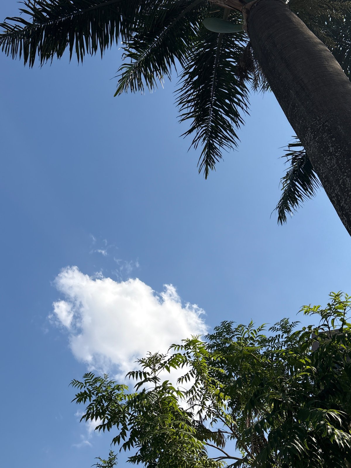Looking up through São Paulo palms on a clear afternoon