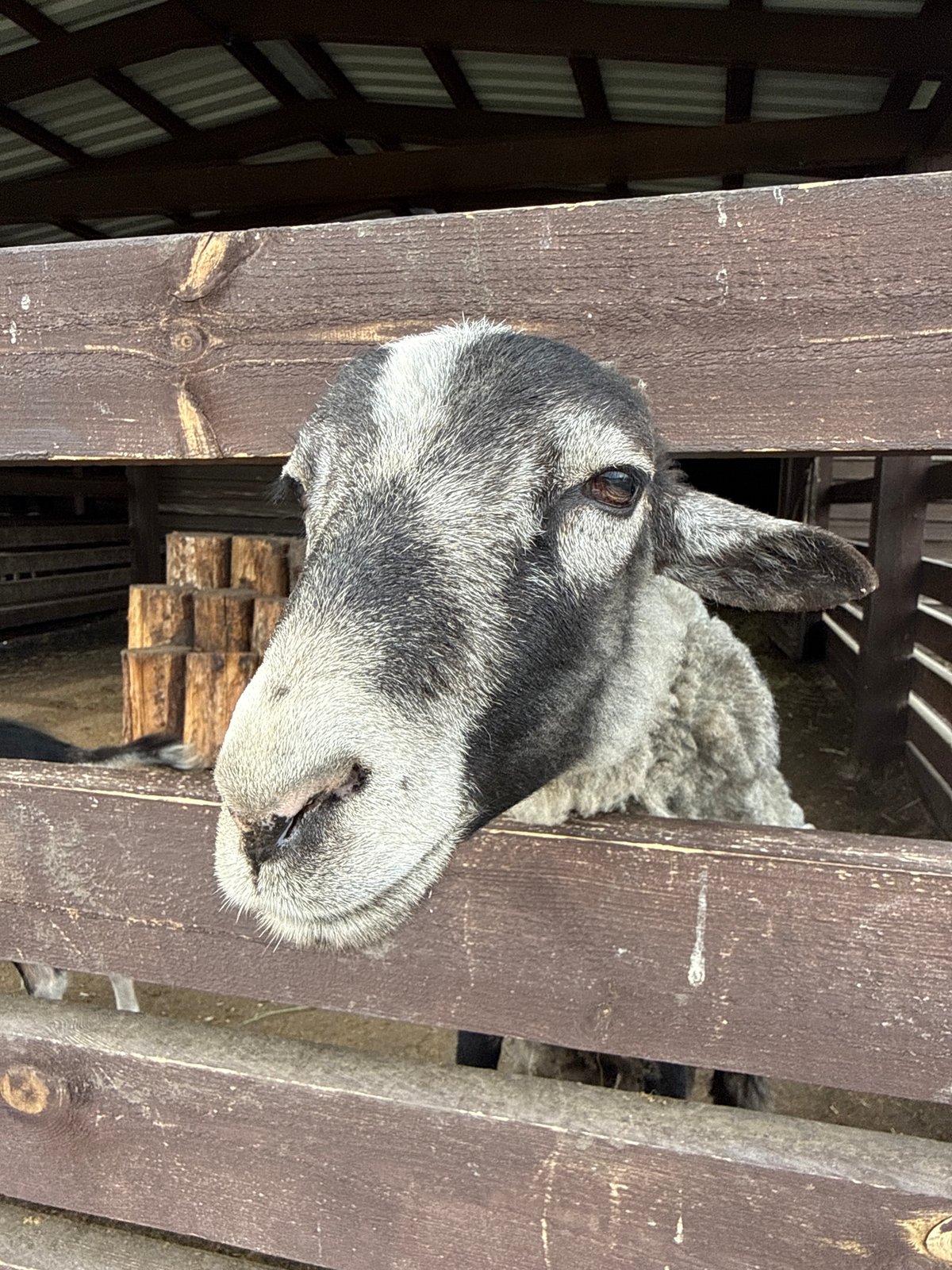 Russian petting zoo animals observed by visitors Sunday morning