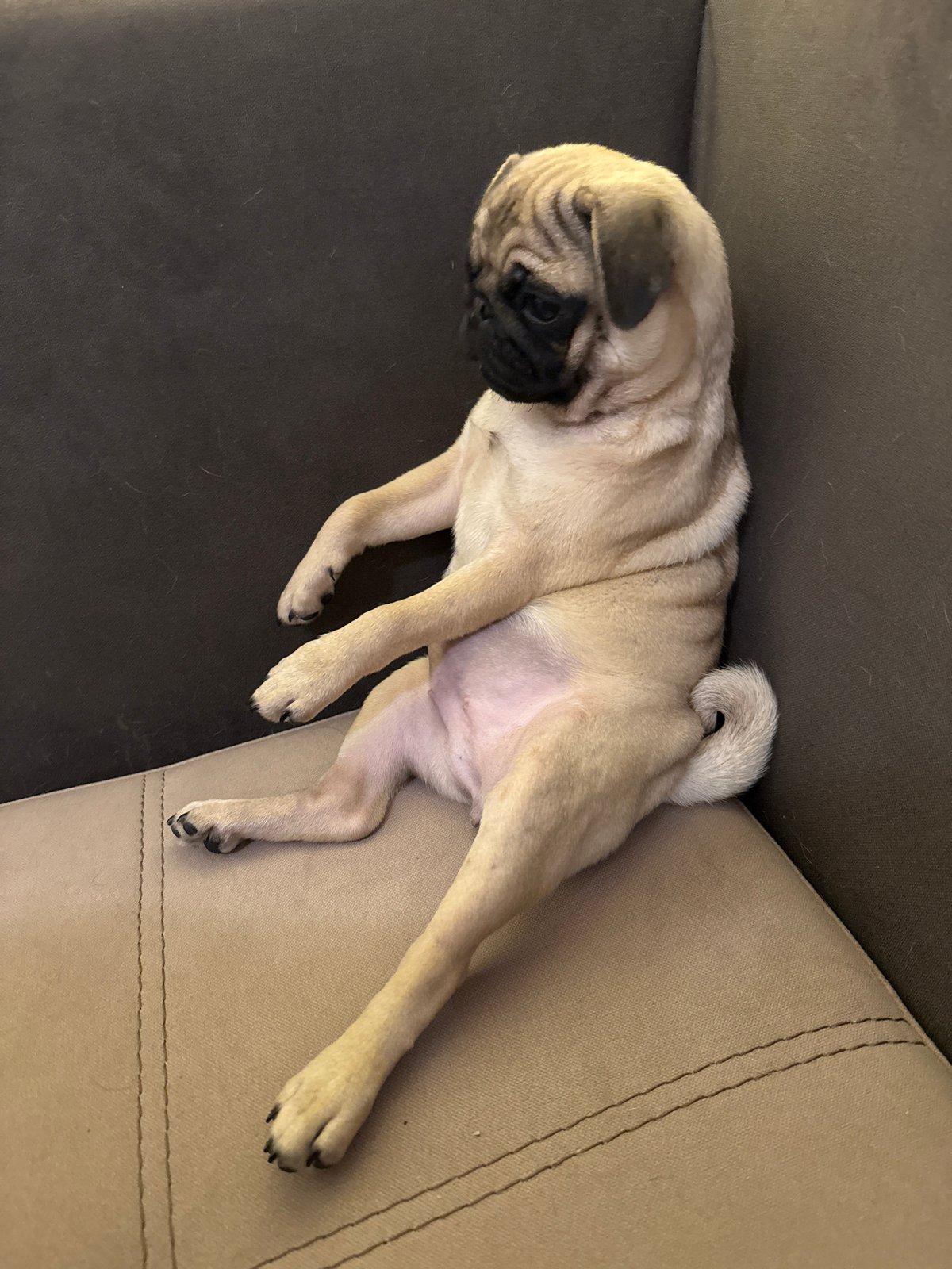 Pug puppy spotted relaxing on couch in sprawled position