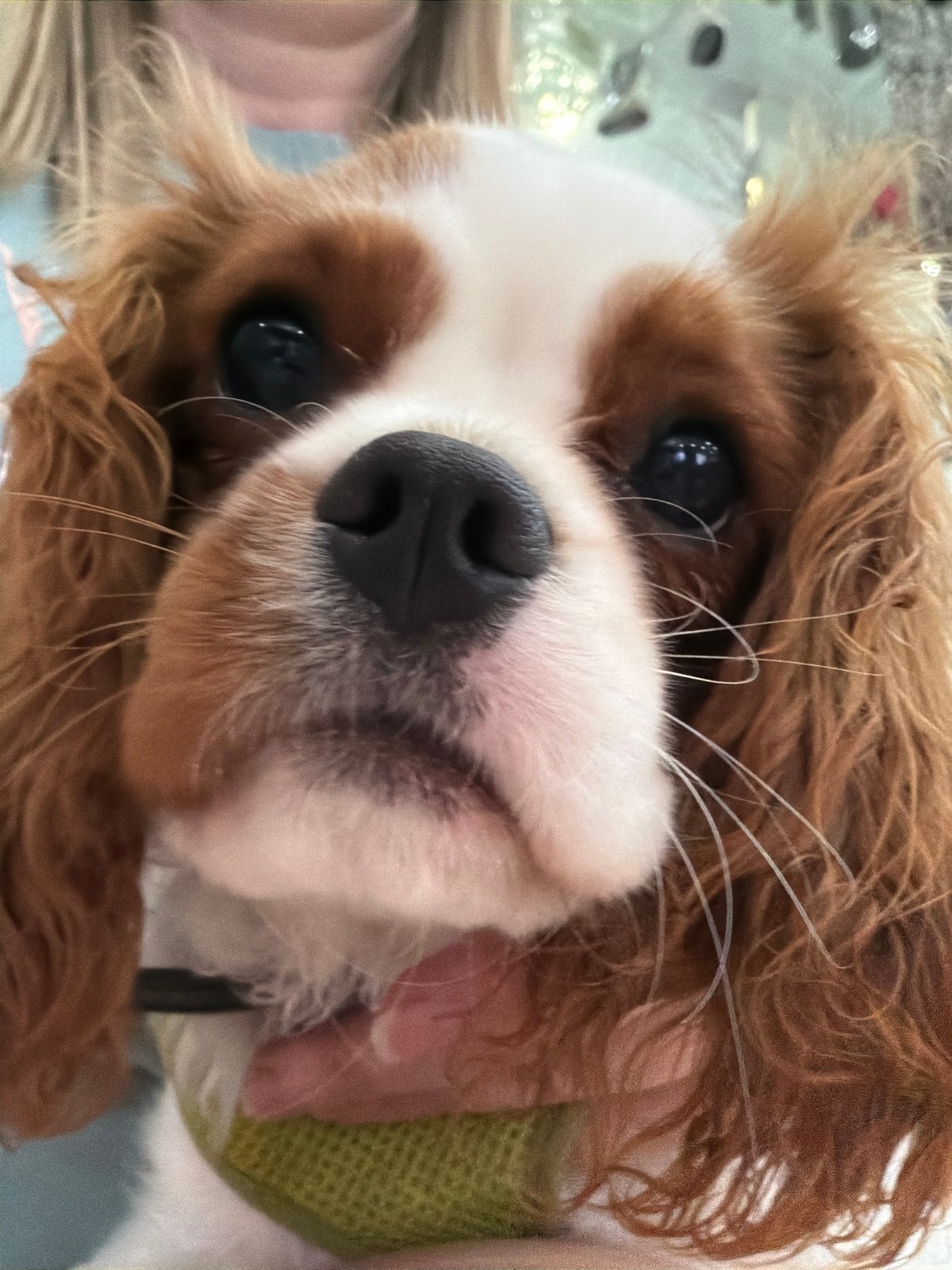 Cavalier King Charles Spaniel at home, many angles