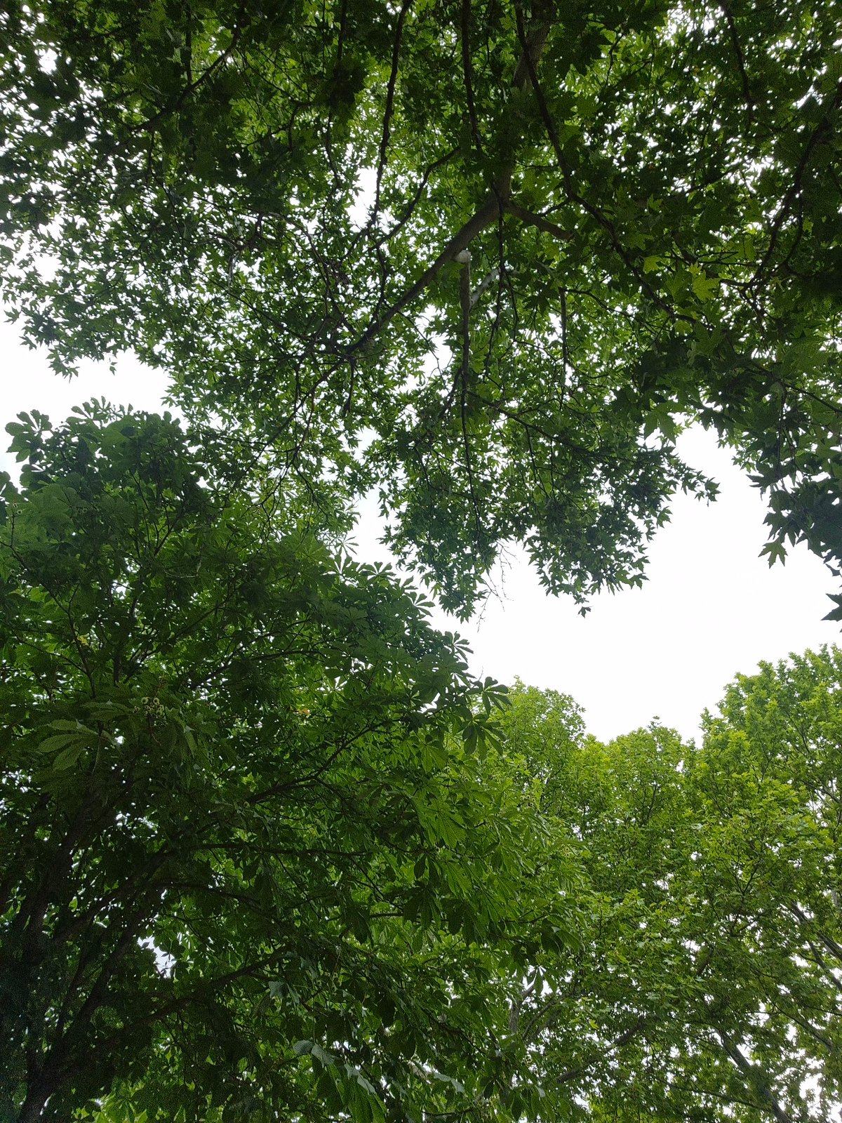 Person documents peaceful park stroll in Blagoevgrad, Bulgaria