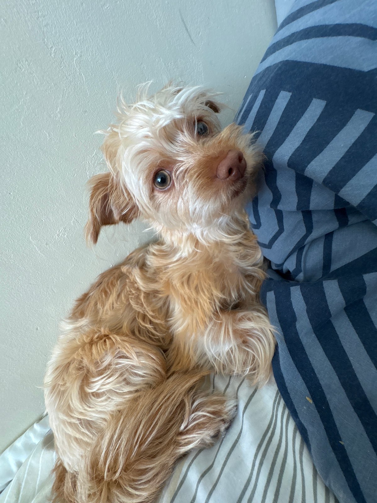 Lazy morning in Riga: a resting dog and a retro Nokia phone