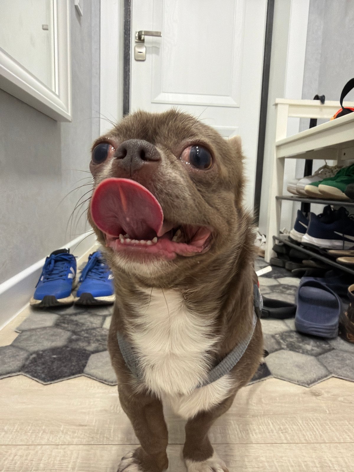 Chihuahua in gray harness documented indoors in Votkinsk, Russia
